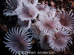 This photo of Feather Dusters was taken on the side of th... by Steven Anderson 